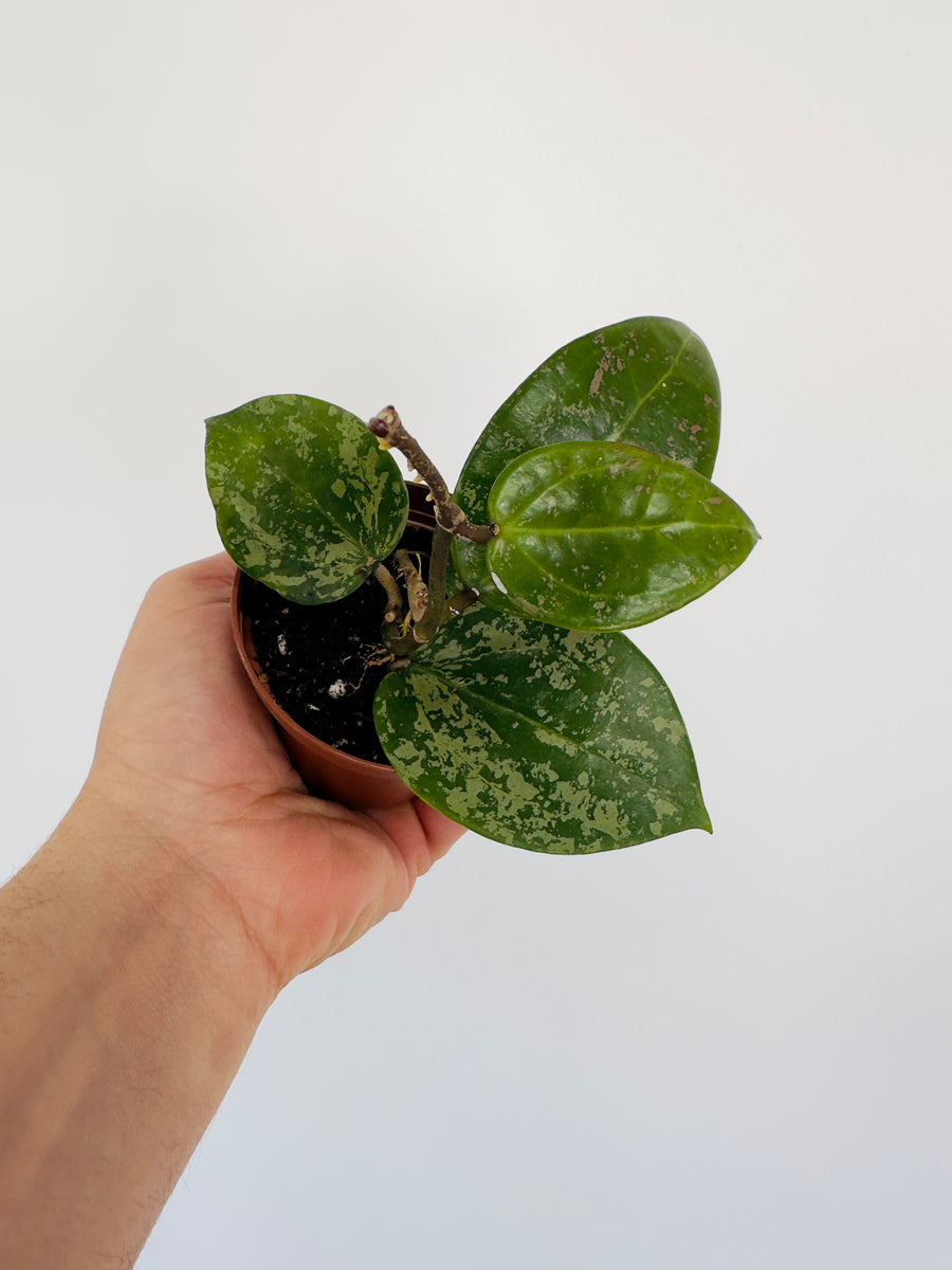 Hoya Verticillata - 3” Pot