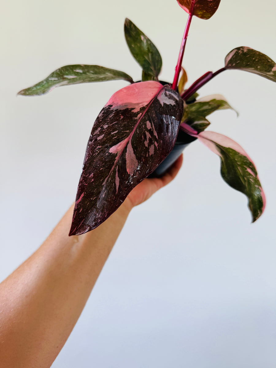 Philodendron Pink Princess Galaxy King - High Variegation - 4