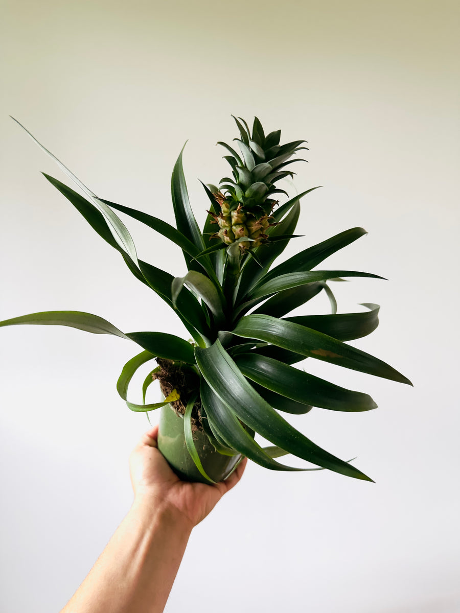 Pineapple Plant - 5