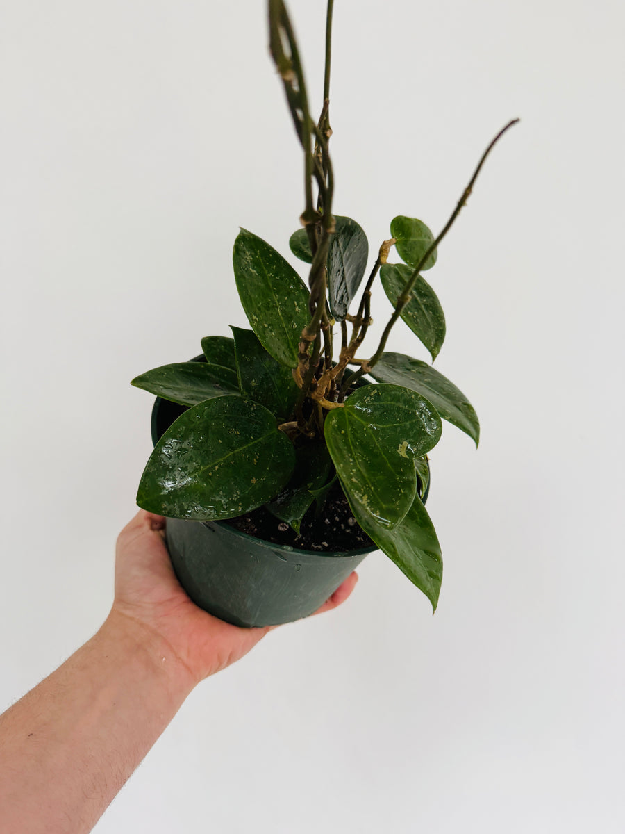 Hoya Acuta EPC 997 - 6