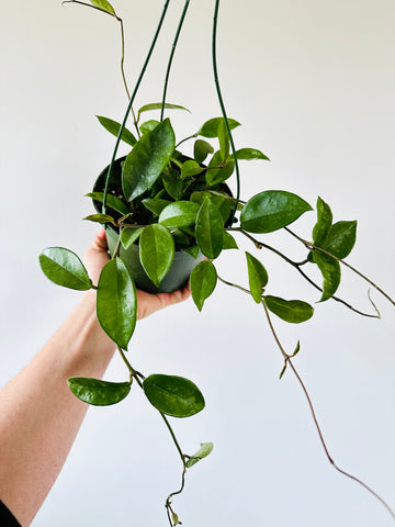 Hoya Carnosa 'Green' - 6
