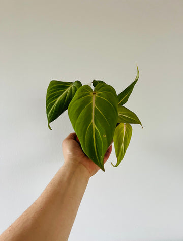 Philodendron Gloriosum 'Pink' - Rare Aroid - 4
