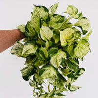 harlequin pothos buy Pothos Harlequin - Cutback Mother Plants