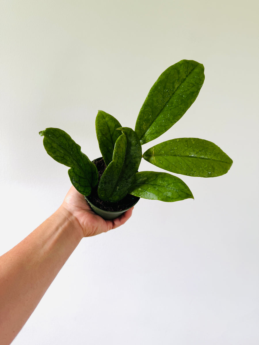 Hoya Meredithii - 4