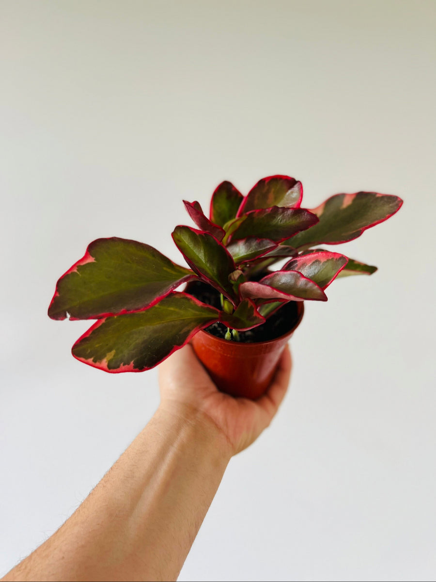 Peperomia Red Panda - 4