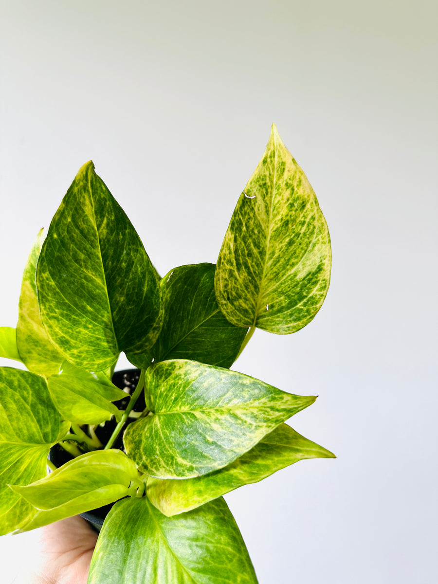 Pothos Neon Queen - New Cultivar - 4” Pot