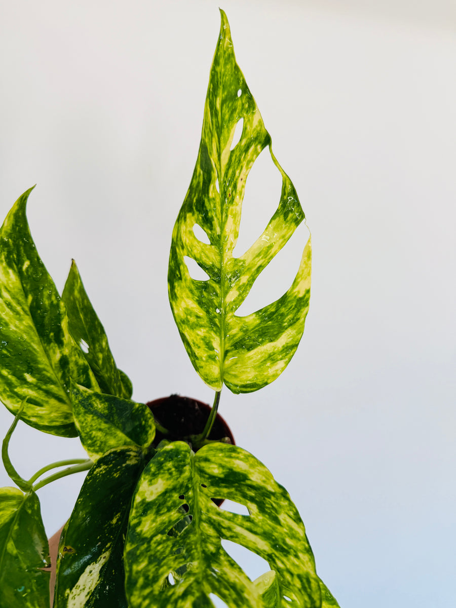 Epipremnum Pinnatum ‘Sunburst’ - 4” Pot