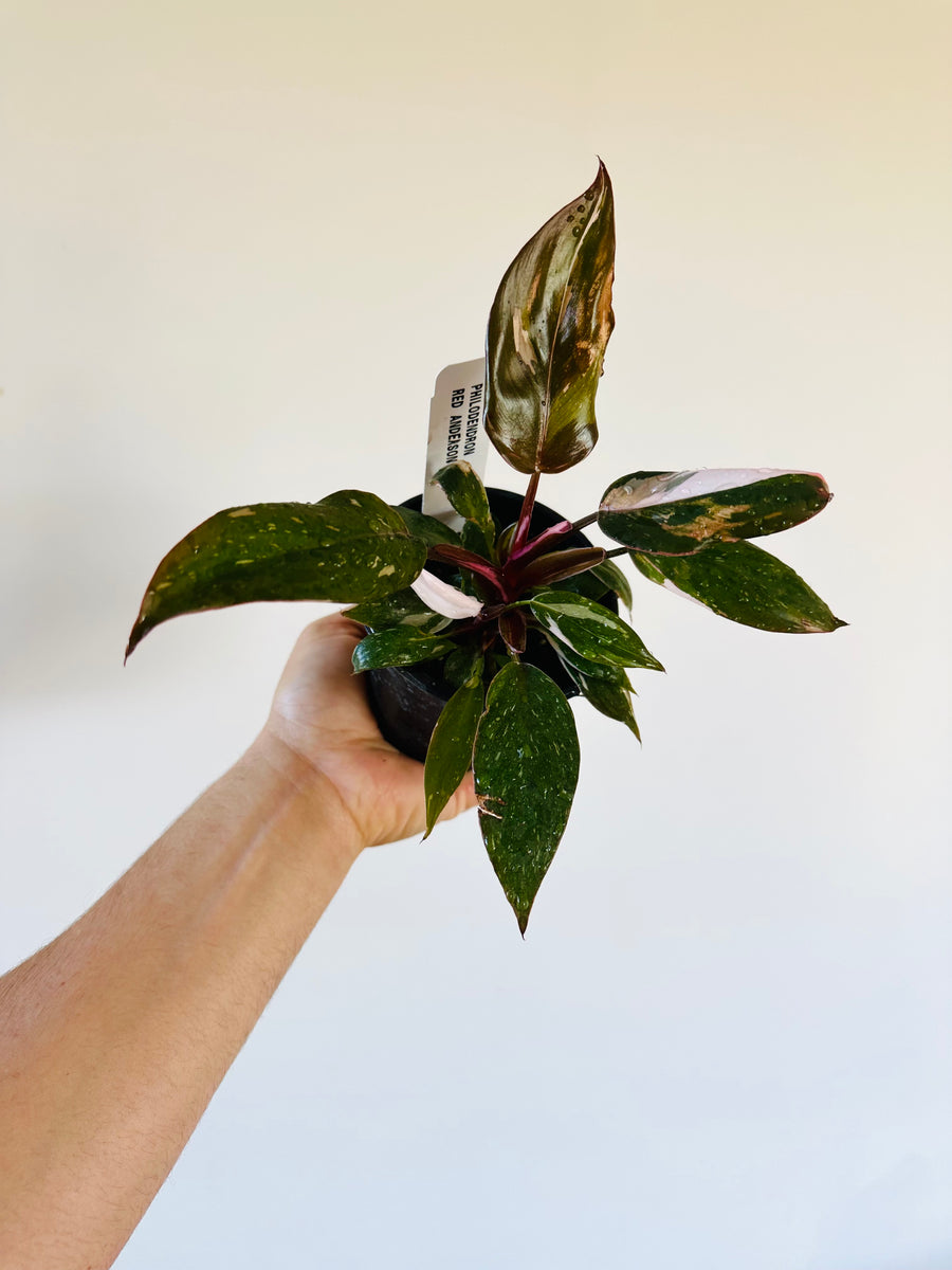philodendron red anderson for sale Philodendron Red Anderson - High Variegation