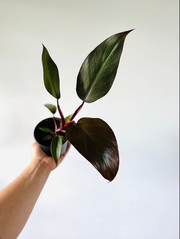 Philodendron Royal Queen - Rare Aroid - 4