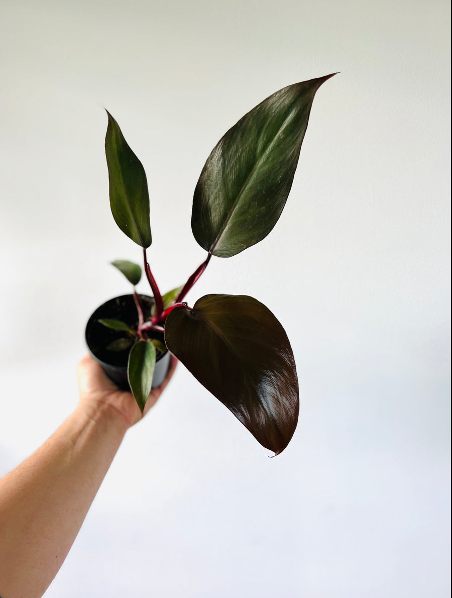 Philodendron Royal Queen - Rare Aroid - 4