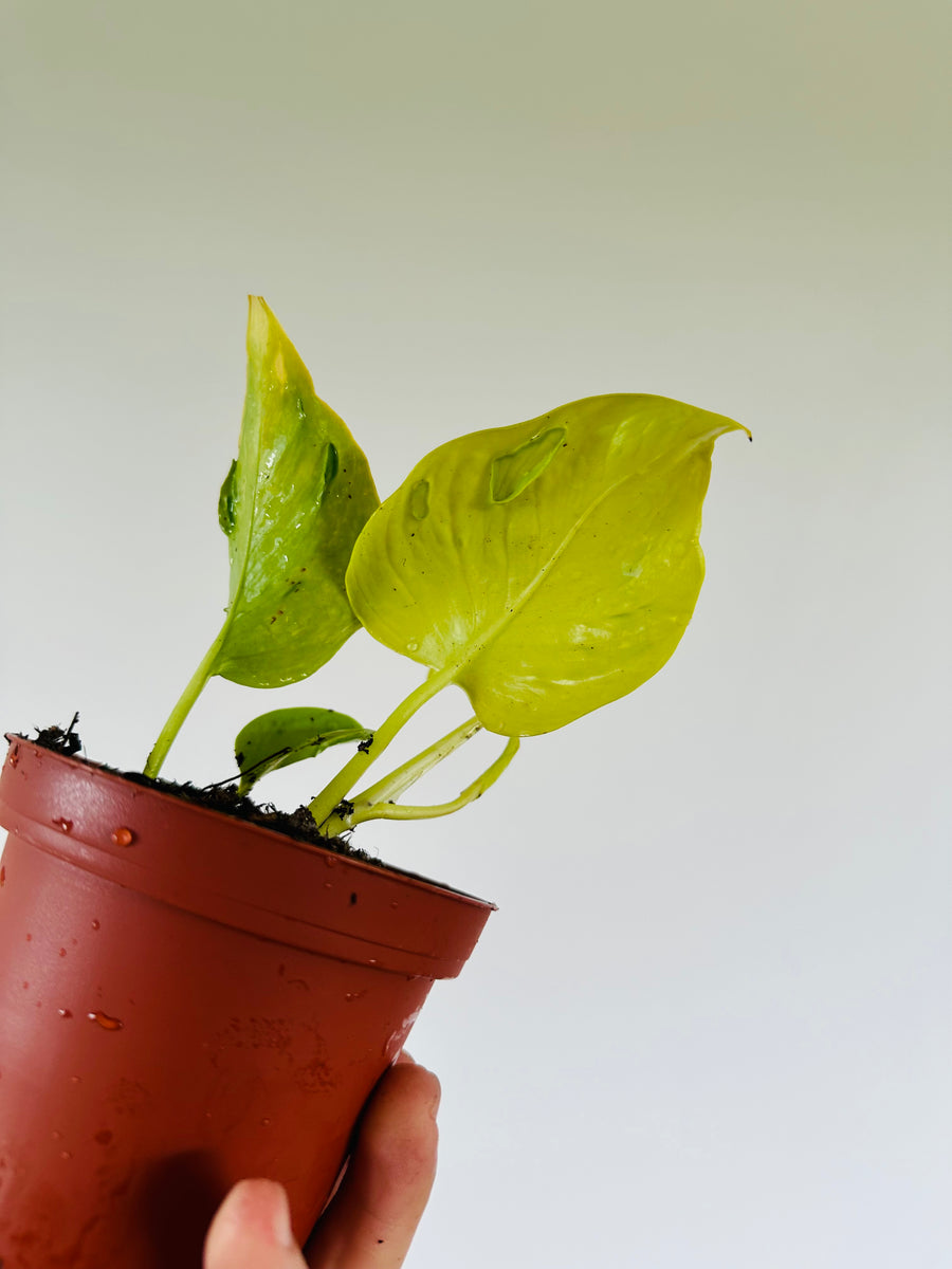 japanese pothos Pothos Champs-Elysees - Terunoworld Pothos - Japanese Pothos - 4” Pot