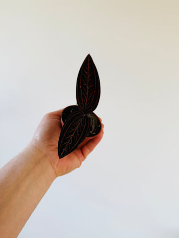 Tree of Life Jewel Orchid - Anoectochilus sp. - 2” Pot