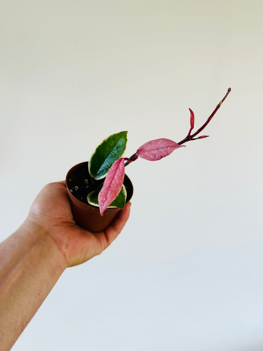 Hoya Flamingo Dream (Purple Pride) - New Carnosa Sport Variety - 3” Pot