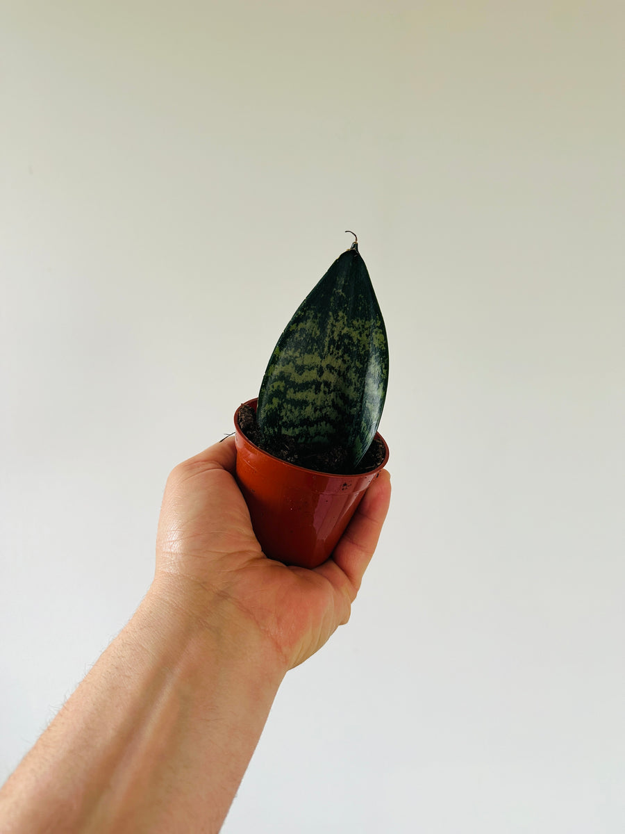 Sansevieria Sharkfin - 3