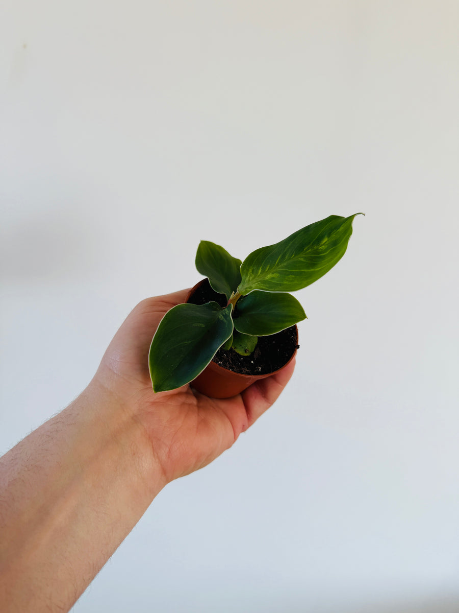 Homalomena Wallisii ‘Mauro’ - 2” Pot