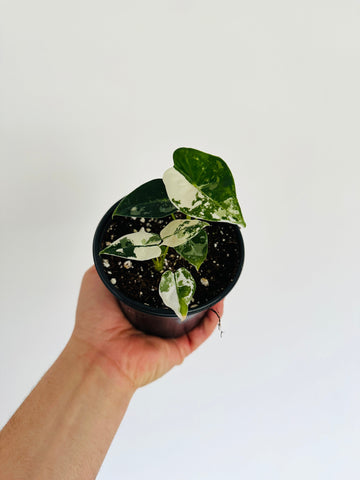 Alocasia Frydek Albo Variegated - 4