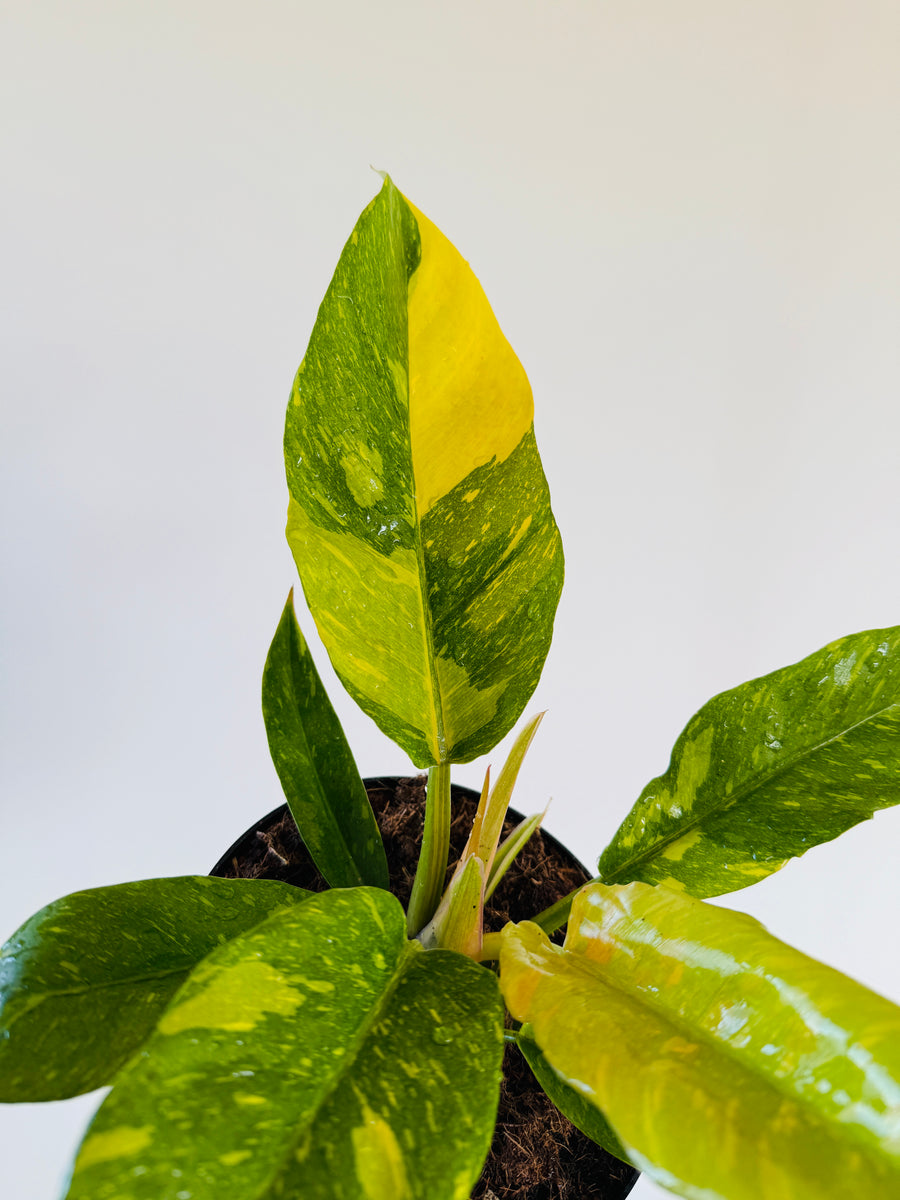Philodendron Henderson’s Pride - High Variegation - 6” Pot