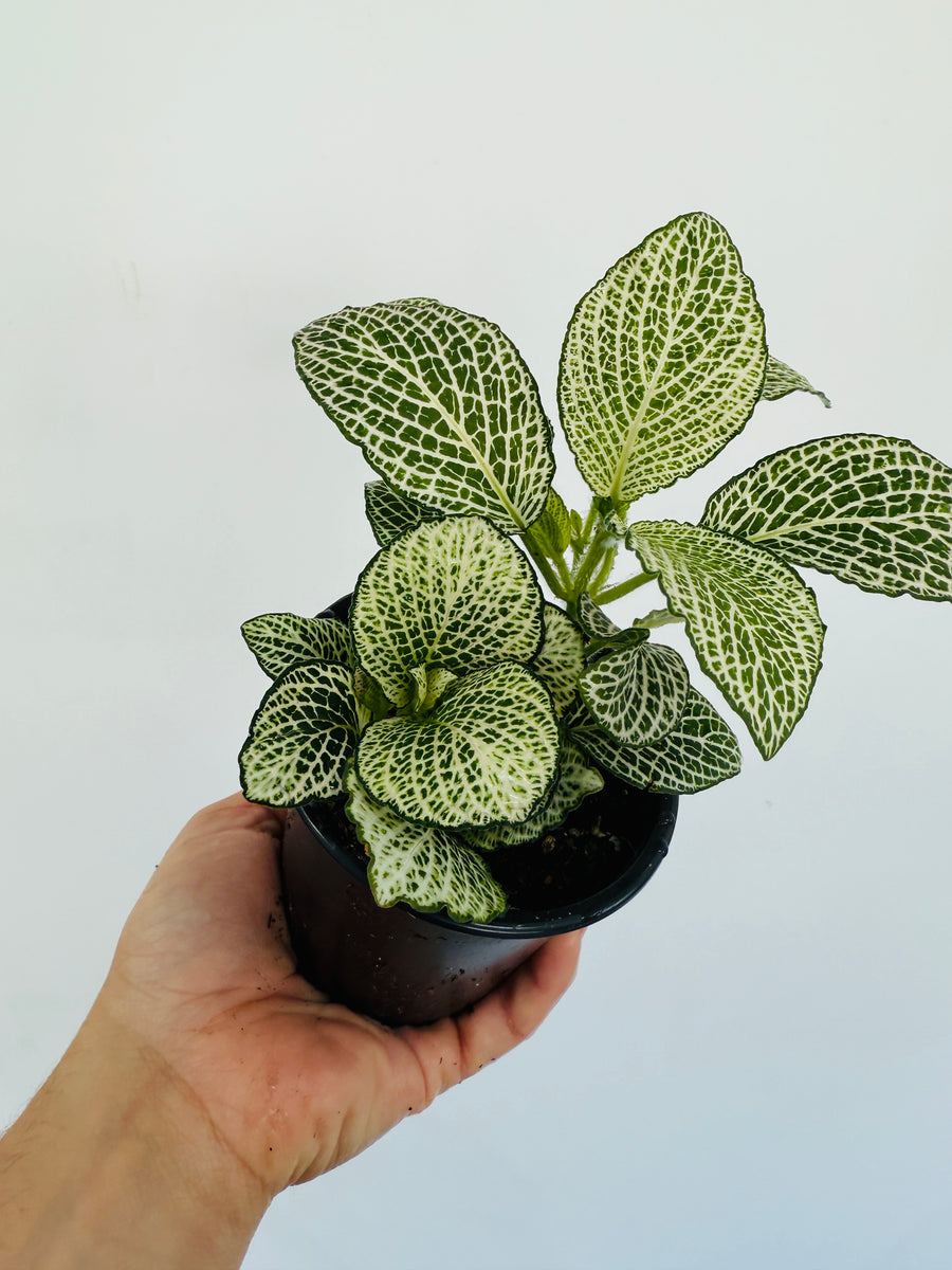 Fittonia Purple Anne - 4