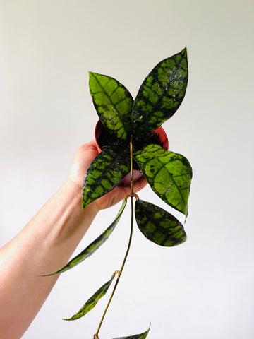 Hoya Callistophylla 'Black Spot' - 4” Pot