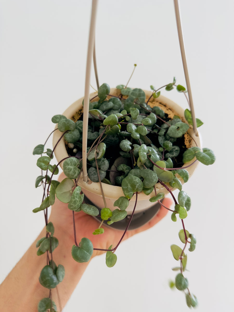 String of Hearts - Irish Green Glory - 4.5