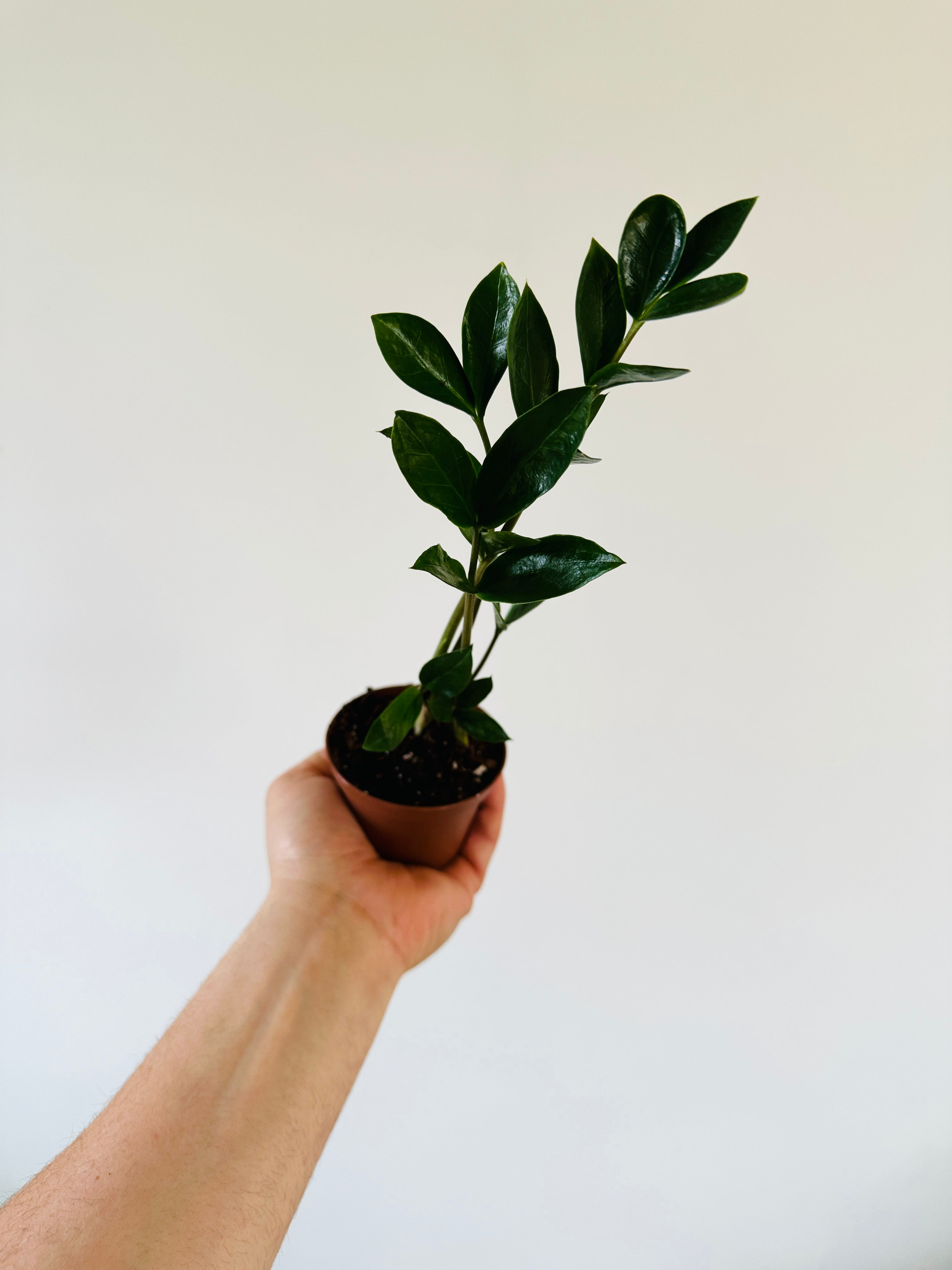 ZZ Plant – Brumley & Bloom