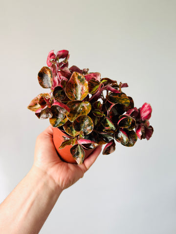 Peperomia Metallica ‘Creme Brulee’ - 4
