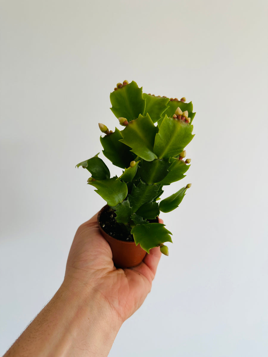 Christmas Cactus - Schlumbergera Zygocactus  - 3