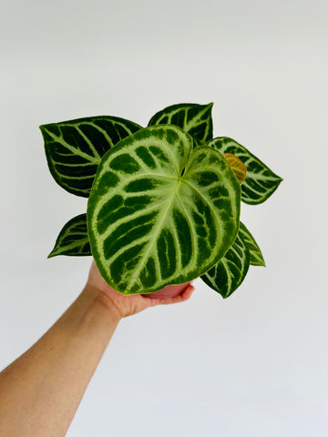 Anthurium Silver Blush - Very Large - 5” Pot