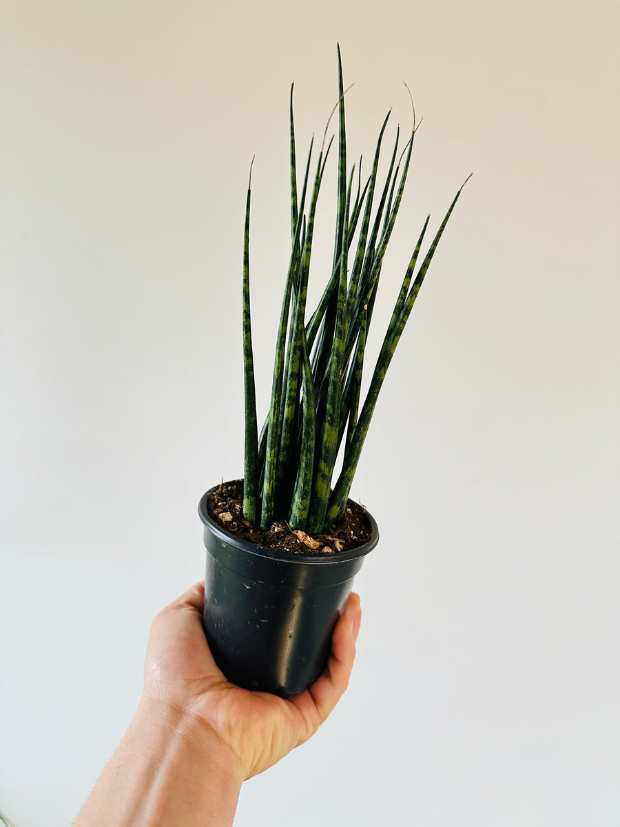 Medusa Sansevieria - Fernwood Snake Plant - 4