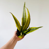 Sansevieria Komodo Claw - 4” Pot