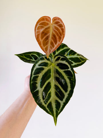 Anthurium Red Crystallinum x Doryaki - 4” Pot