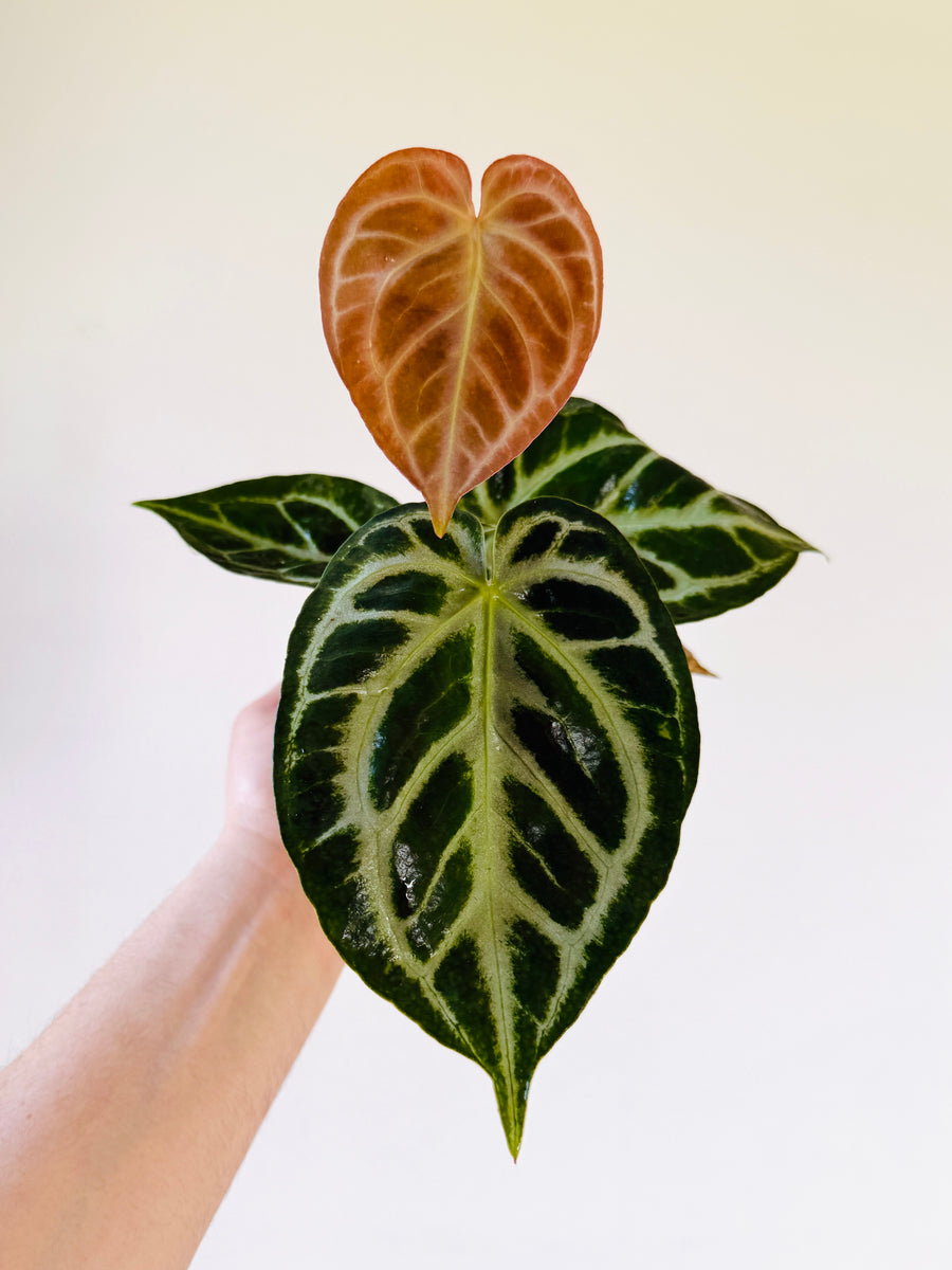 Anthurium Red Crystallinum x Doryaki - 4” Pot
