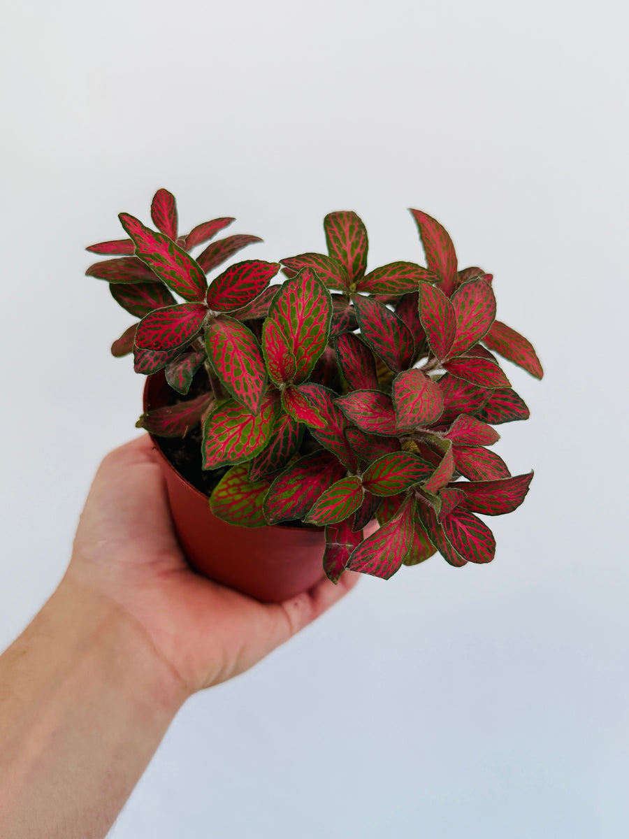 Fittonia Jade - 4
