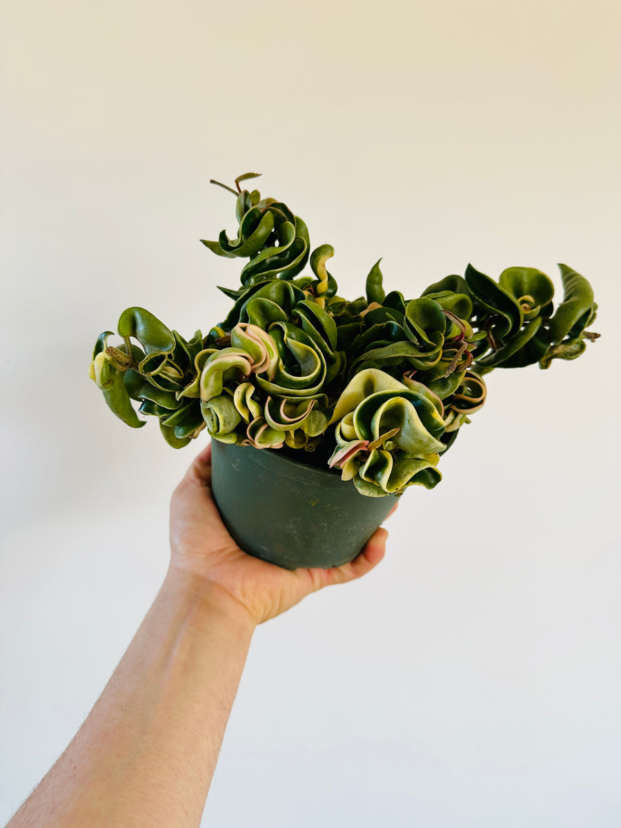 Hoya Compacta ‘Outer Variegated’ - Full Head - 6