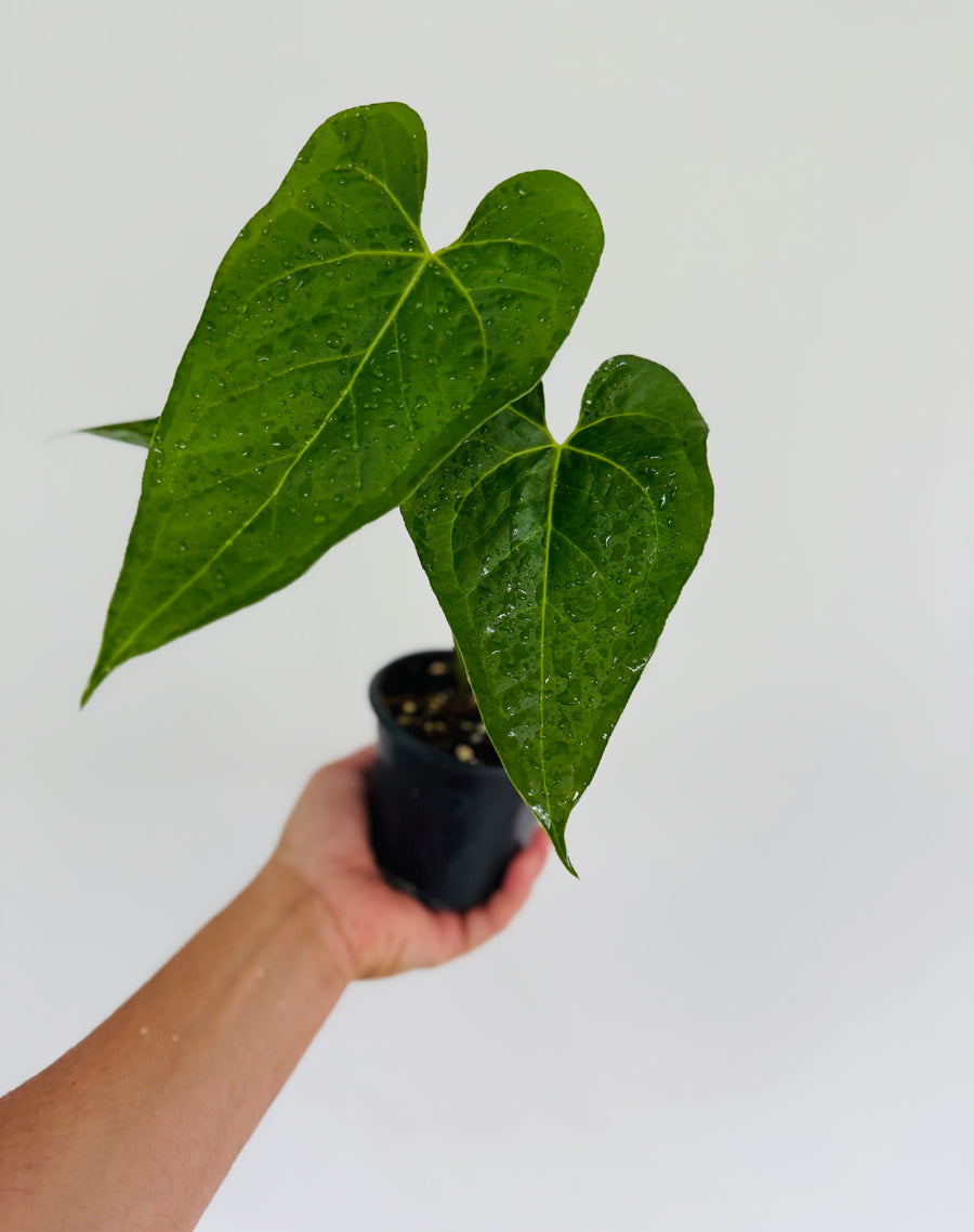 Anthurium Papillilaminum - Rare Aroid - 4