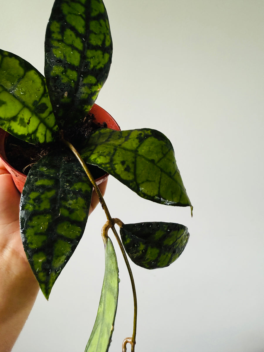 Hoya Callistophylla 'Black Spot' - 4” Pot