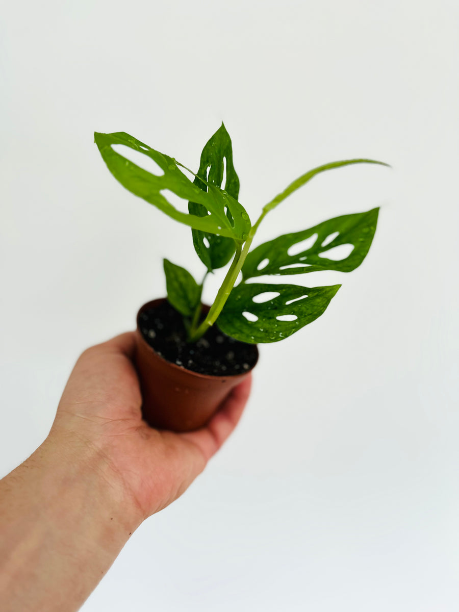 monstera talent birmingham al Monstera Esqueleto - Rare Aroid