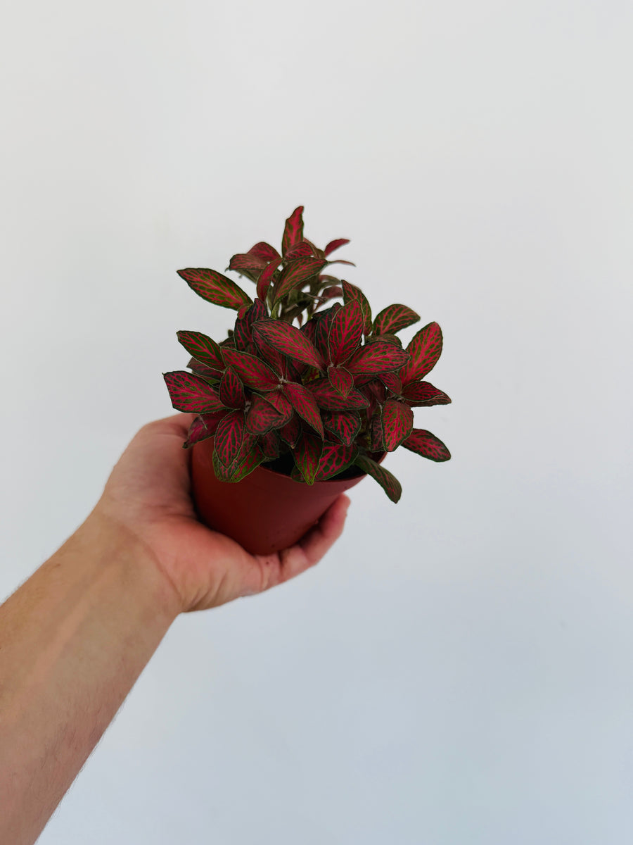 Fittonia Jade - 4