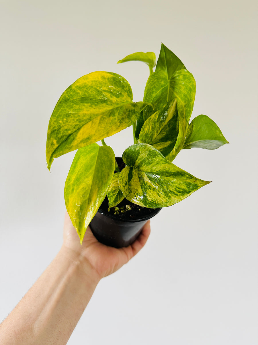 Pothos Robin - Terunoworld Pothos - Japanese Pothos - 4” Pot - LIMIT: One Per Customer