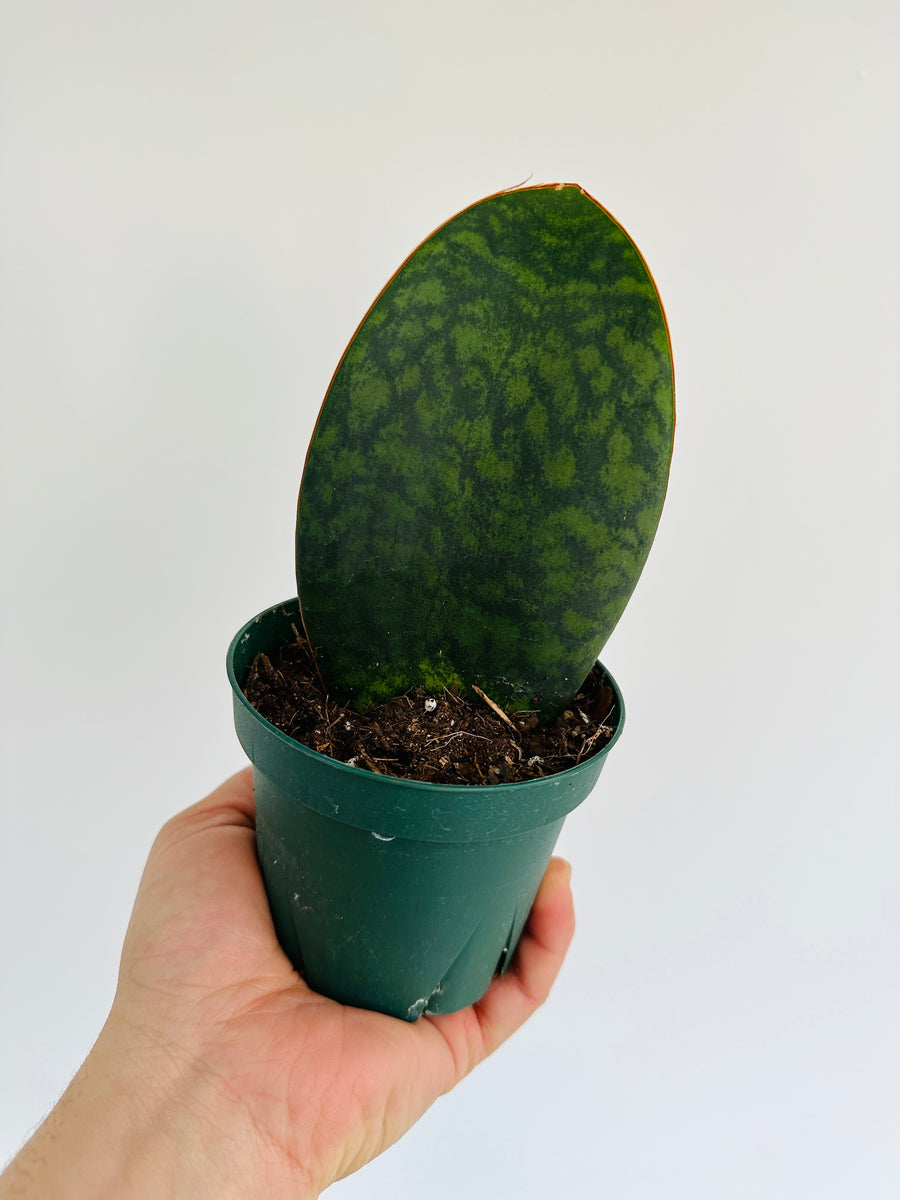 Sansevieria Whale Fin - 4