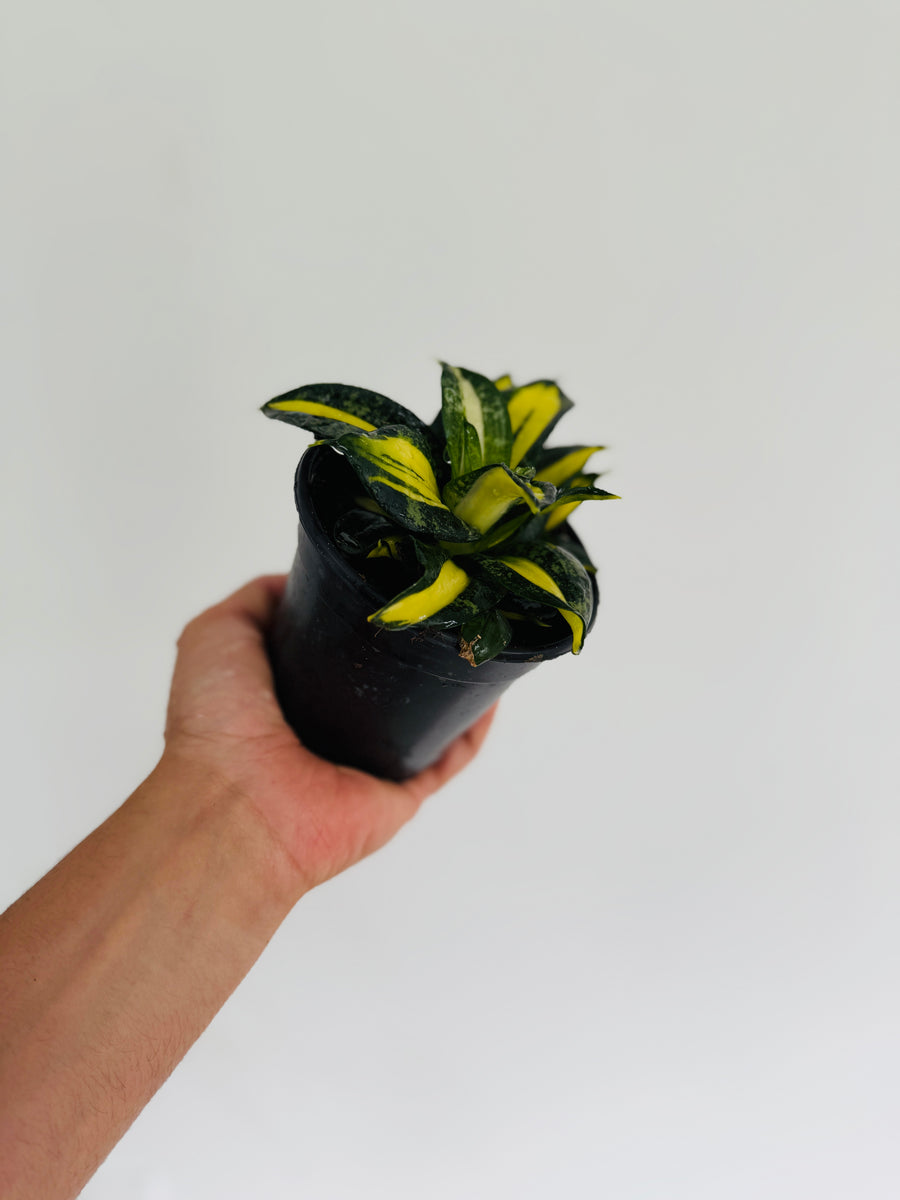 Sansevieria Curly Galaxy - 4