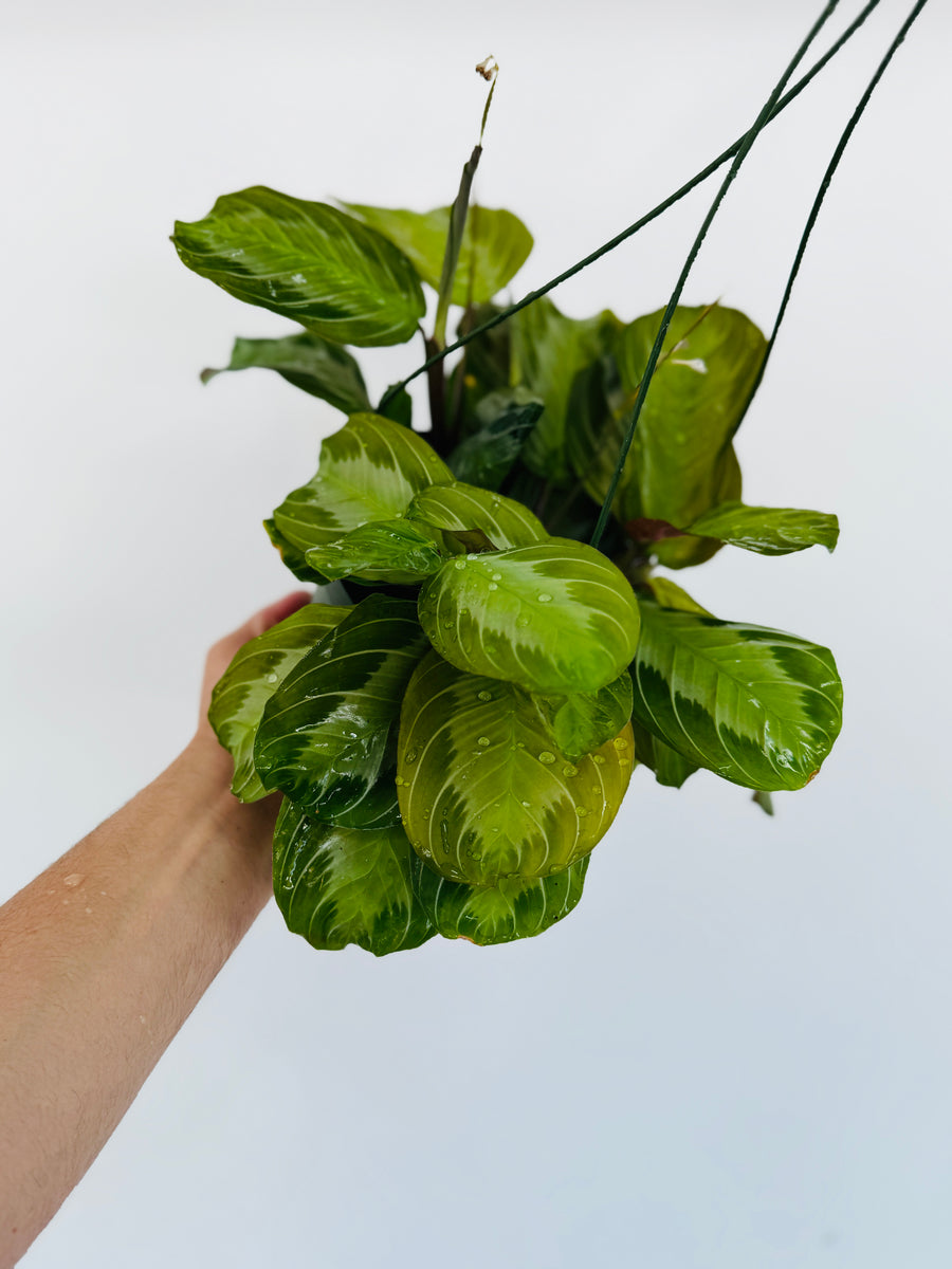 Maranta Leuconeura 'Silver Band'- Silver Band Prayer Plant - 6” Hanging Basket