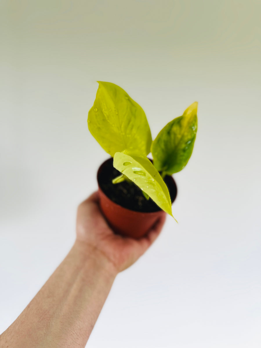 japanese pothos Pothos Champs-Elysees - Terunoworld Pothos - Japanese Pothos