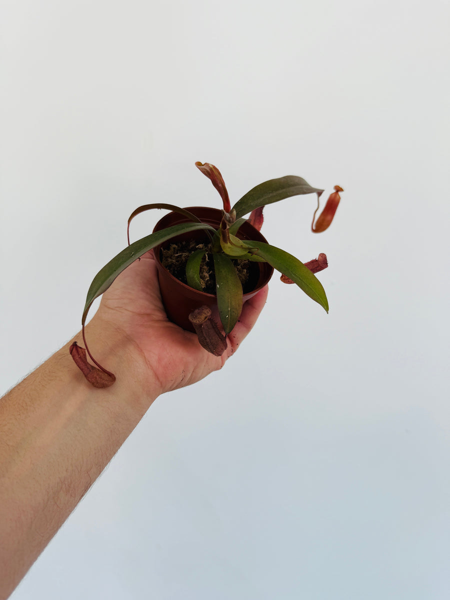Pitcher Plant - Nepenthes 'Bloody Mary' - 2” Pot