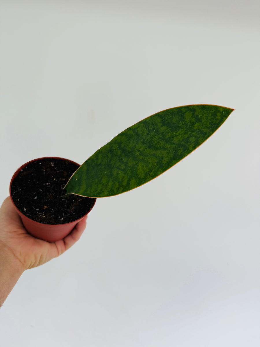 Sansevieria Whale Fin - 4