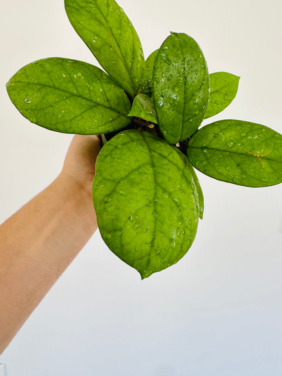 Hoya Fungii - 4