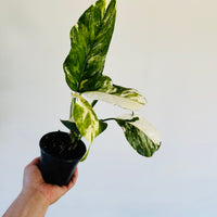 Monstera Lechleriana Albo Variegata