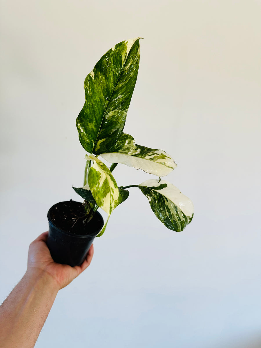 monstera adansonii lechleriana Monstera Lechleriana Albo Variegata