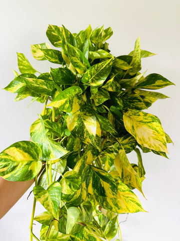 Pothos Churchill's Gold - Cascading with 4+ Feet Vines - 8