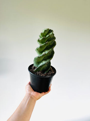 Spiral Cactus - Cereus Forbesii Spiralis - 6
